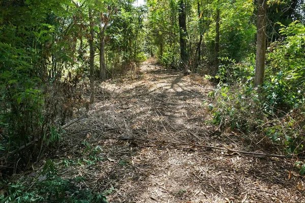 Gehweg Auf Dem Land Natürlich — Stockfoto