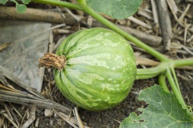 Bahçedeki yeşil balkabağı ağacı