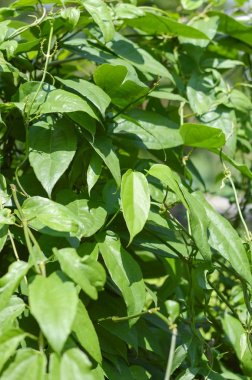 bahçede yeşil defne clockvine ağaç