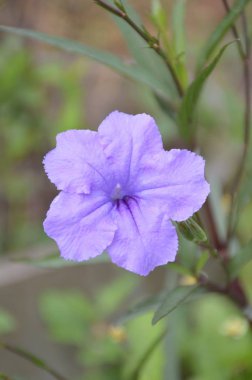 Doğa bahçesinde mor yakut tüberosa çiçeği