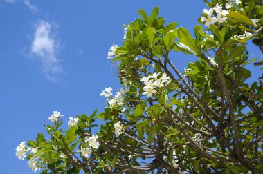 Doğa bahçesinde beyaz su tesisatı çiçeği