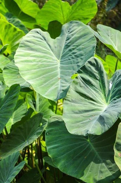 Foglie Fresche Colocasia Esculenta Nel Giardino Naturale — Foto Stock