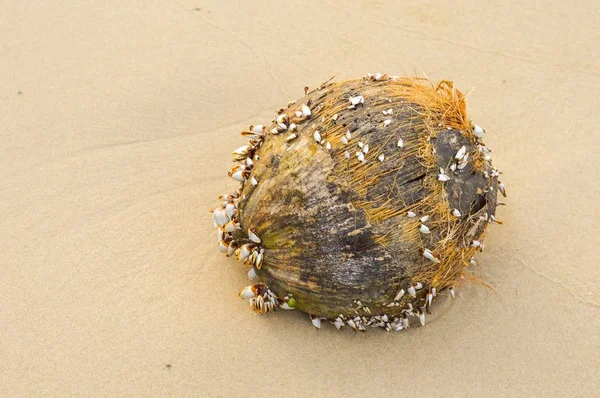 Nahaufnahme Der Trockenen Kokosnussschale Strand — Stockfoto