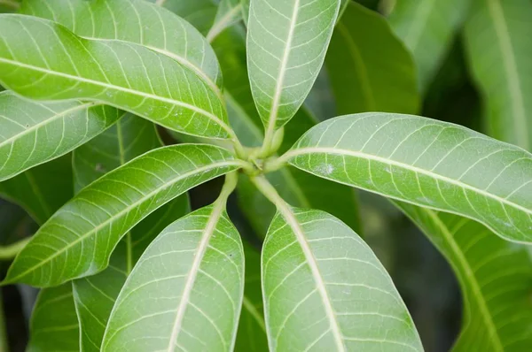 Aus Nächster Nähe Frische Grüne Mangoblätter — Stockfoto