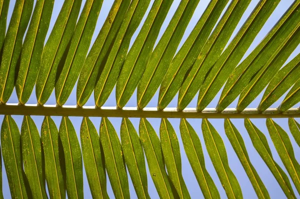 Зеленый Кокосовый Лист — стоковое фото