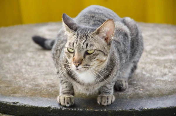 Lindo Gato Tabby País Tailandia —  Fotos de Stock