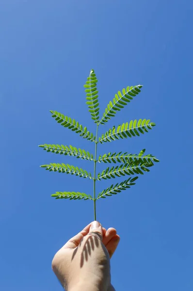 Groene Bladeren Aan Kant Van Mens — Stockfoto