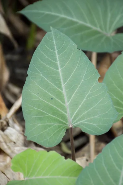 Pagi Kemuliaan Daun Kebun Sayuran — Stok Foto