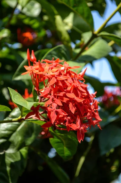 Red Ixora Coccinea Flower Nature Garden — Stock Photo, Image