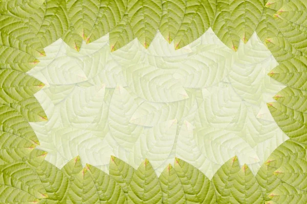Taze Yeşil Yaprak Desen Arka Planı — Stok fotoğraf