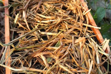 bitki tenceresi üzerinde kuru saman