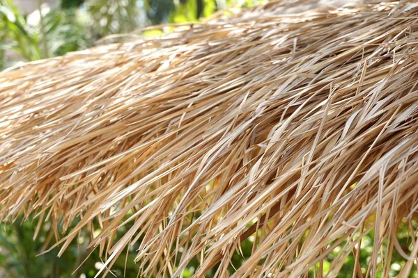 Folhas Secas Nypa Fruticans Telhado — Fotografia de Stock