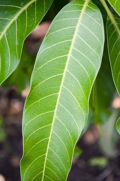 Frische Grüne Mangoblätter Naturgarten — Stockfoto