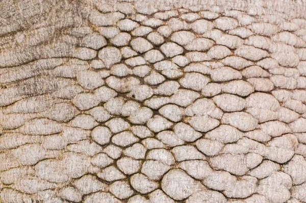 Écorce Papaye Texture Arbre — Photo