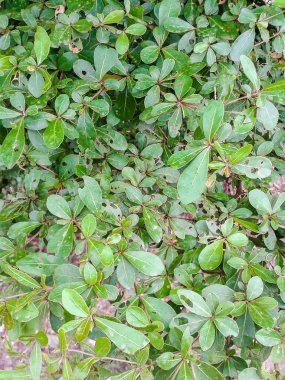 Doğa bahçesinde taze yeşil Terminalia fildişi yaprağı