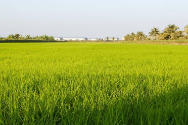 Tayland 'da yeşil pirinç ağacı