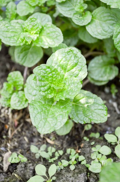 Fechar Plantas Hortelã Cozinha Jardim Natureza — Fotografia de Stock