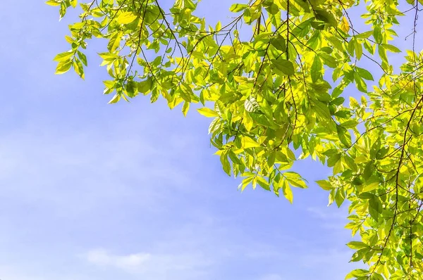 mavi gökyüzünde taze yeşil yaprak