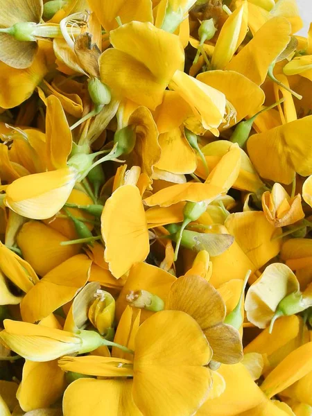 Fresh Yellow Sesbania Javanica Flower — Stock Photo, Image