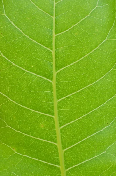 Verde Fresco Folha Teca Jardim Natureza — Fotografia de Stock