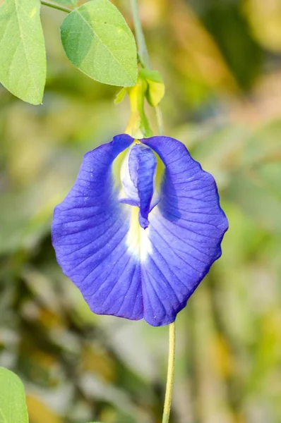 Azul Flor Clitoria Ternatea Jardim Natureza — Fotografia de Stock