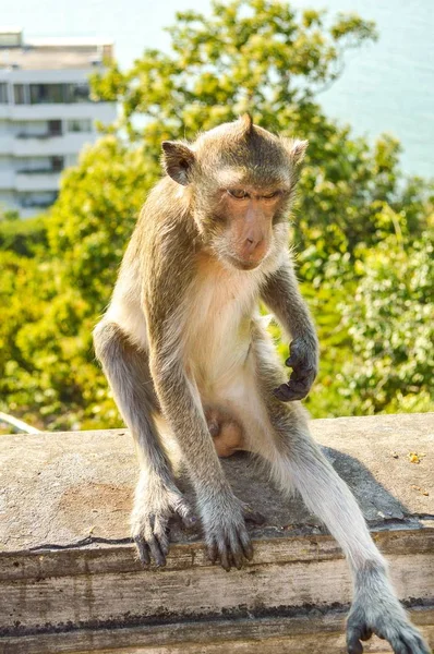 Affe Aus Nächster Nähe Garten — Stockfoto