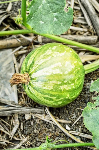 Groene Pompoenboom Tuin — Stockfoto