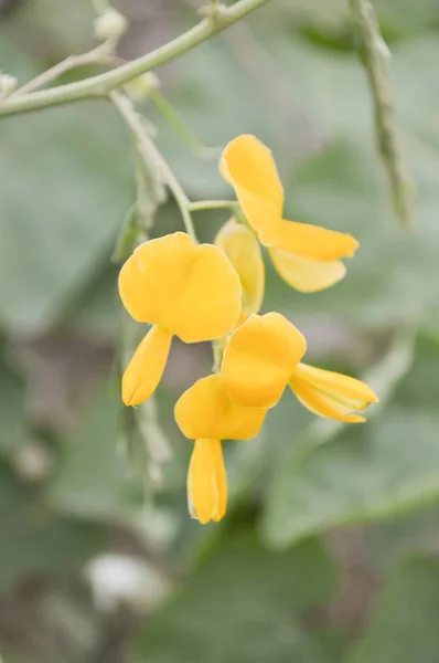 Sesbania Javanica Kwiat Ogrodzie Przyrody — Zdjęcie stockowe