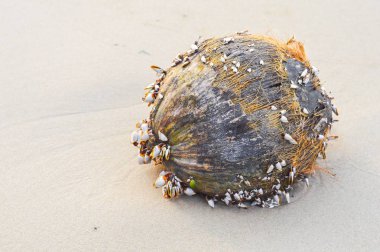Kuru Hindistan cevizi kabuk sahilde kapatın