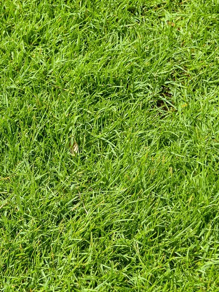 Close Van Groen Gras Textuur — Stockfoto