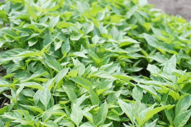 Doğa bahçesinde taze yeşil acı biber ağacı