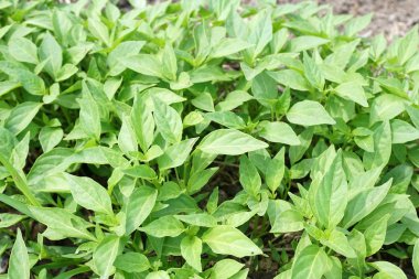 Doğa bahçesinde taze yeşil acı biber ağacı