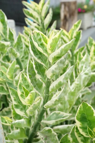 Pedilanthus Tithymaloides Panasz Természet Kertjében — Stock Fotó