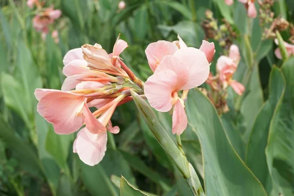 Πορτοκαλί Canna Indica Στον Κήπο Της Φύσης — Φωτογραφία Αρχείου