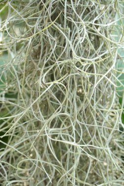 Tillansia usenoides bitkisi doğa bahçesinde.