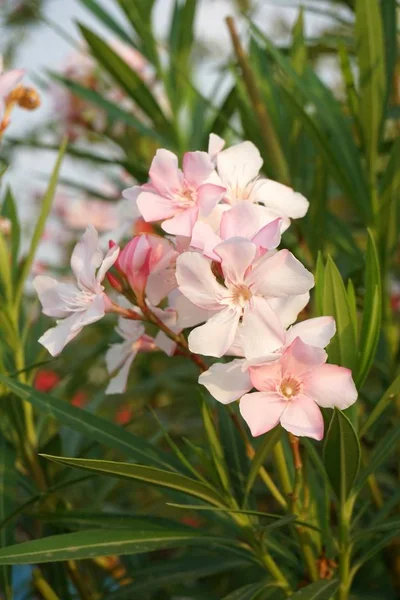 Rózsaszín Nerium Oleander Virág Természetben Kert — Stock Fotó