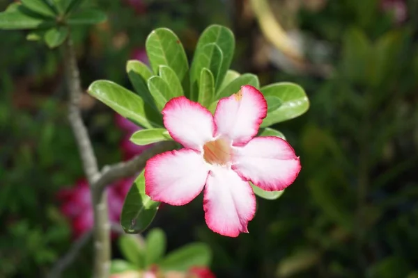 Rose Adenium Obesum Fleur Dans Jardin Naturel — Photo