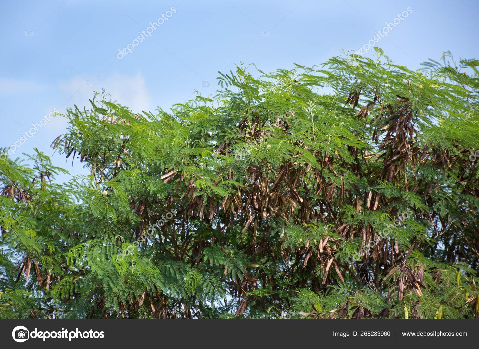 Green Acacia Tree Garden Acacia Auriculiformis Cunn Stock Photo Image By C Pongsak14 Green Acacia Tree Garden Acacia Auriculiformis Cunn Stock Photo Image By C Pongsak14