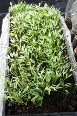 Ipomcea aquatica bitki doğa Bahçe