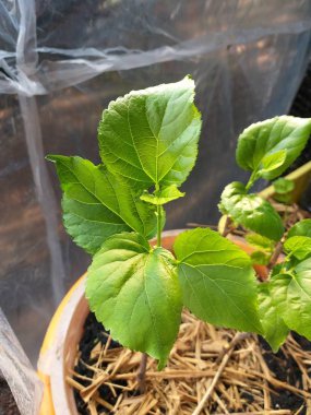 Taze yeşil Morus alba yaprakları doğa bahçesinde