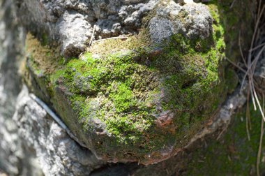 taş duvar dokusunda liken