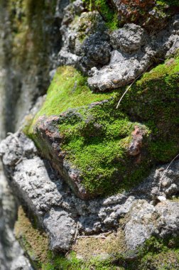 taş duvar dokusunda liken