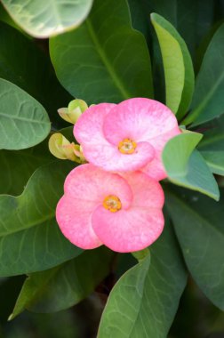 Doğa bahçesinde pembe Euphorbia milii çiçeği