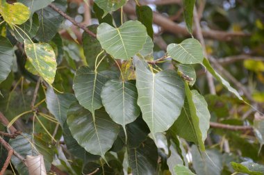 Bahçede Ficus bileğinde bırakır