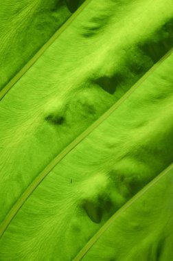 taze yeşil yaprak dokusu