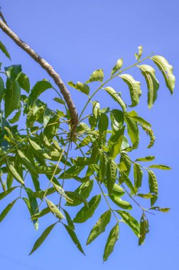 azadirachta indica yaprakları sebze bahçesinde kapatın