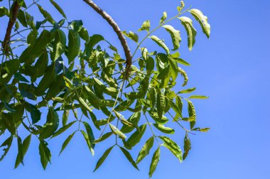 Doğa bahçesinde Azadirachta indica ağacı