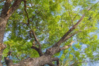 doğa bahçesinde taze yeşil ağaç