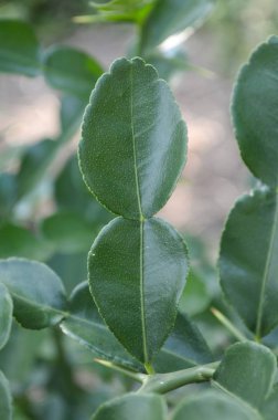 Bahçe, narenciye hystrix Dc yeşil kiffir kireç yaprakları.