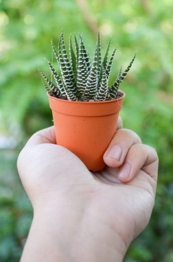 Haworthia fasciata kaktüs kadar yakın